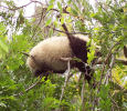 9 month old baby Panada Su Lin